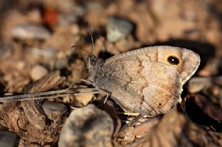 Anadolu Karamelei (Hipparchia fatua)