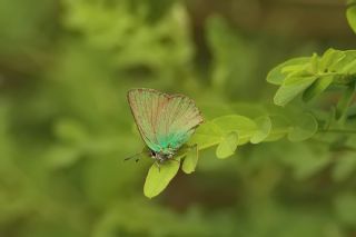 B�y�k Z�mr�t&nbsp;(Callophrys&nbsp;herculeana)