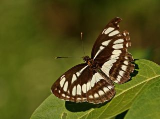 YURTDISI, Szlen Planrc (Neptis sappho)