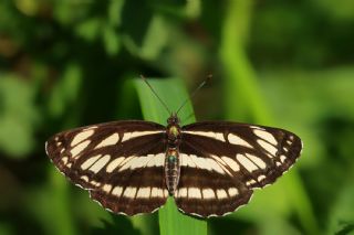 YURTDISI, Szlen Planrc (Neptis sappho)