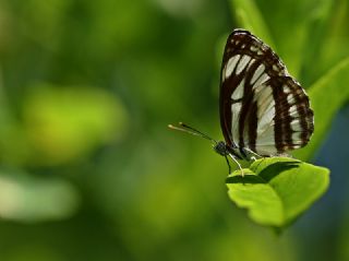 YURTDISI, Szlen Planrc (Neptis sappho)