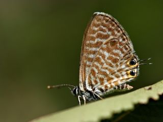 Mavi Zebra (Leptotes pirithous)