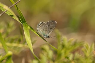 Minik Kupid&nbsp;(Cupido&nbsp;minimus)
