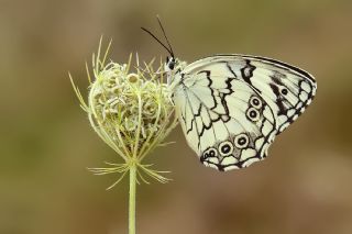 Akdeniz Melikesi&nbsp;(Melanargia&nbsp;titea)