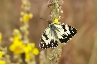 Akdeniz Melikesi&nbsp;(Melanargia&nbsp;titea)