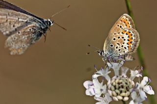 Gm Lekeli Esmergz (Plebejus argus)