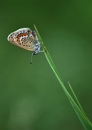 Gm Lekeli Esmergz (Plebejus argus)