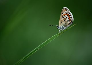 Gm Lekeli Esmergz (Plebejus argus)