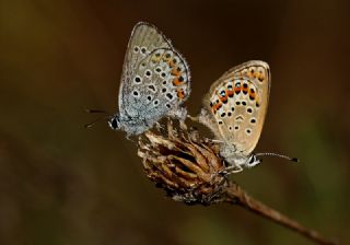 Gm Lekeli Esmergz (Plebejus argus)