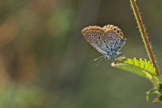 Çokgözlü Anadolu Çilli Mavisi (Polyommatus ossmar)