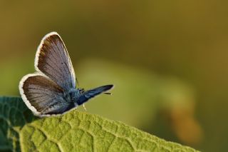 Gm Lekeli Esmergz (Plebejus argus)
