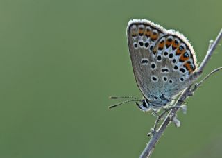 Gm Lekeli Esmergz (Plebejus argus)