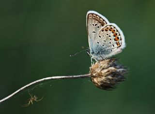 Gm Lekeli Esmergz (Plebejus argus)