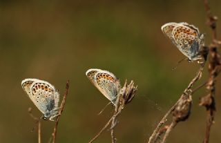 Gm Lekeli Esmergz (Plebejus argus)