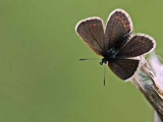 Gm Lekeli Esmergz (Plebejus argus)