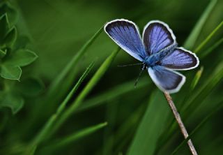 Gm Lekeli Esmergz (Plebejus argus)