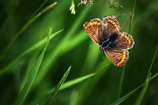 okgzl Esmer (Aricia agestis)