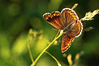 okgzl Esmer (Aricia agestis)