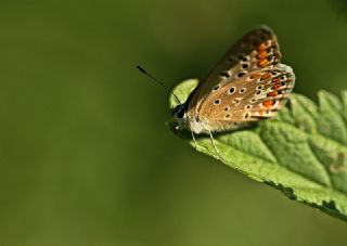 okgzl Esmer (Aricia agestis)