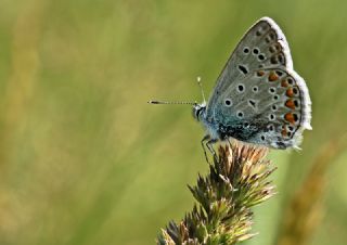 okgzl Meneke Mavisi (Polyommatus thersites)