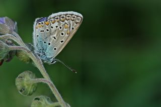 okgzl Mavi (Polyommatus icarus)