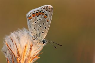 okgzl Mavi (Polyommatus icarus)