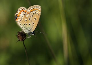 okgzl Mavi (Polyommatus icarus)