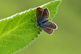 okgzl Mavi (Polyommatus icarus)