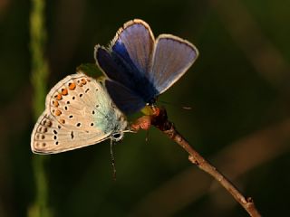 okgzl Mavi (Polyommatus icarus)