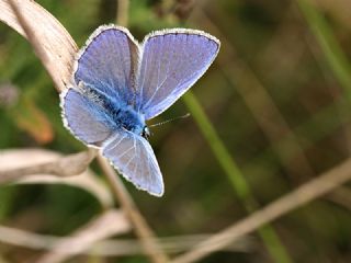 okgzl Mavi (Polyommatus icarus)