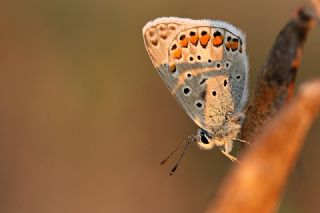 okgzl Mavi (Polyommatus icarus)