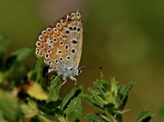 okgzl Mavi (Polyommatus icarus)