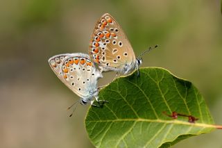 okgzl Mavi (Polyommatus icarus)