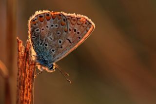 okgzl Mavi (Polyommatus icarus)