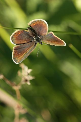 okgzl Mavi (Polyommatus icarus)