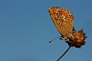 okgzl Esmer (Aricia agestis)