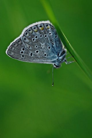 okgzl Mavi (Polyommatus icarus)