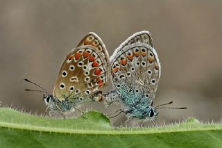 okgzl Mavi (Polyommatus icarus)