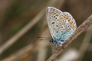 okgzl Mavi (Polyommatus icarus)