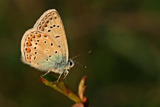 okgzl Mavi (Polyommatus icarus)