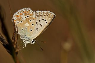 okgzl illimavi (Polyommatus coridon)