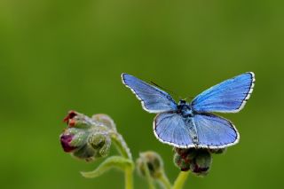 okgzl Gk Mavisi (Polyommatus bellargus)