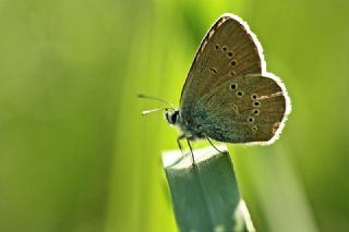 Mazarin Mavisi (Polyommatus semiargus)