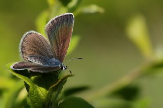 Karagz Mavisi (Glaucopsyche alexis)