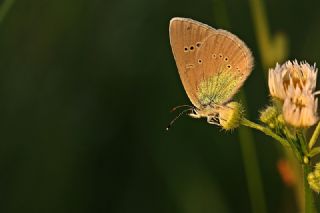 Karagz Mavisi (Glaucopsyche alexis)