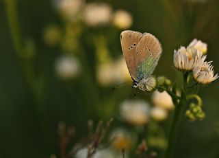 Karagz Mavisi (Glaucopsyche alexis)