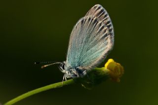 Karagz Mavisi (Glaucopsyche alexis)