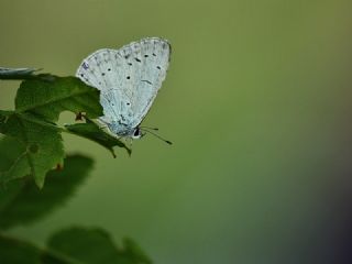 Kutsal Mavi (Celastrina argiolus)