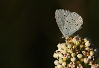 Kutsal Mavi (Celastrina argiolus)