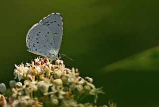 Kutsal Mavi (Celastrina argiolus)
